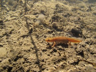 Palmated Newt on the bottom of a river Rhone France