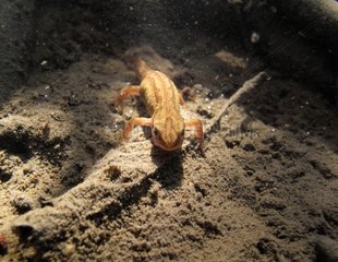 Palmate newt on the bottom of a river Rhone France