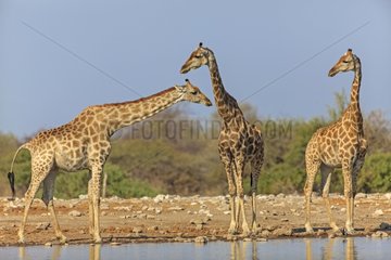 Giraffes at the water's edge Etosha Namibia