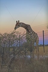 Giraffe eating over the barbed wire of a camp Etosha Namibia