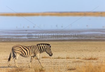 Plains zebra on the edge of the Etosha Pan Namibia