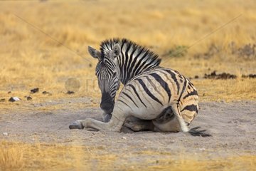 Zebra plain taking a dust bath Etosha Namibia