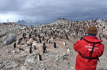 Discovery of a colony of penguins in the South Shetland