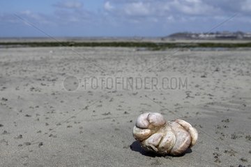 Common atlantic slippersnake on the beach Saint-Pair-sur-Mer