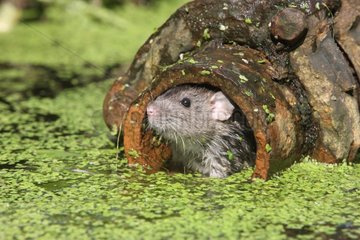 Brown rat captive in drain pipe UK