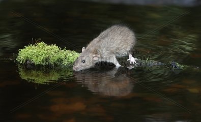 Brown rat drinking water British