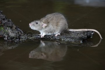 Brown rat near water England
