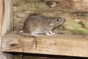 Brown rat in summer England