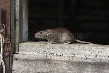 Brown rat in summer England