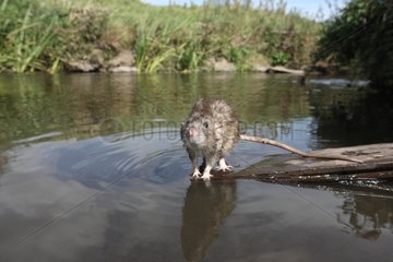 Brown rat by river England