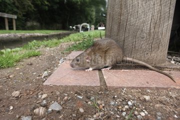 Brown rat by canal England
