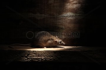 Brown rat in dark England