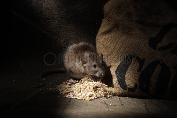 Brown rat with grain sack England
