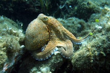 Common octopus in Mediterranean Cerbère France
