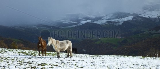 Horses in the snow Collados Ason NP Spain