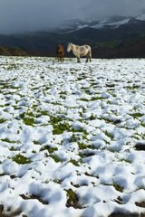 Horses in the snow Collados Ason NP Spain