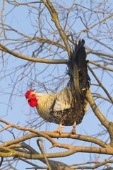 Domestic rooster on a branch Lleida Spain