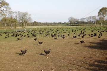 Breeding outdoor chicken noir fermier de Bretagne France
