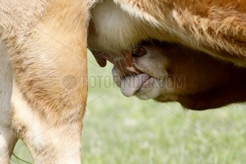 Calf suckling his mother Brehat Brittany France
