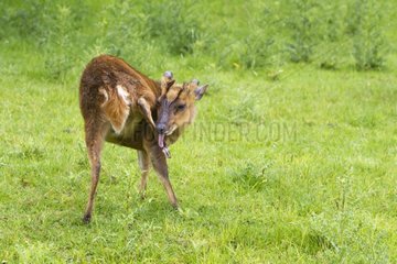 Muntjac cleaning itself in a meadow in summer GB
