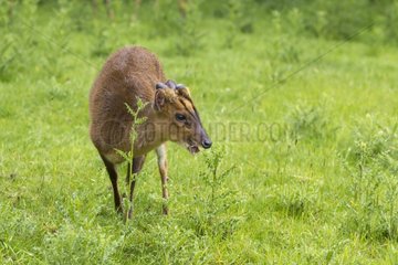 Muntjac feeding in a meadow in summer GB