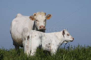 Charolais cow and calf in a pasture Normandy France