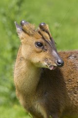 Head details of a Muntjac in a meadow in summer GB