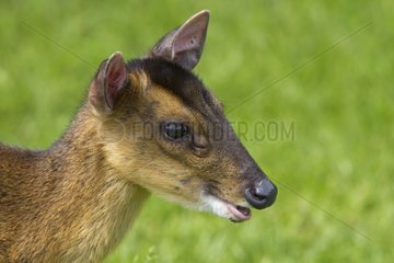 Head details of a Muntjac in a meadow in summer GB