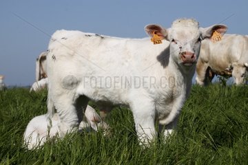 Charolais calf in a pasture Normandy France