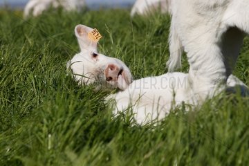 Charolais calf lying in a pasture Normandy France