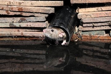 Brown Rat by water Midlands UK