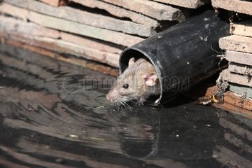 Brown Rat by water Midlands UK