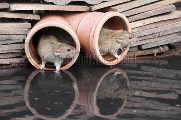 Brown Rats by water Midlands UK