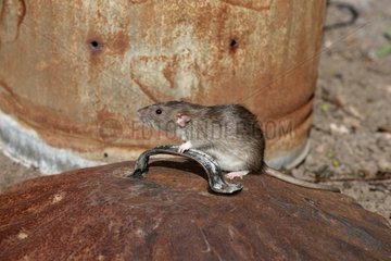 Brown Rat with dustbin Midlands UK