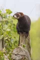 Female European Polecat on a cut tree GB