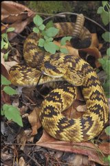 Blacktail Rattlesnake Arizona USA