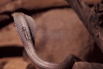 Indische Kobra in einer Bedrohungshaltung erstellt