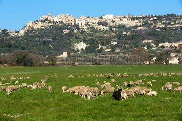 Village of Gordes with cheep herd - Vaucluse - France