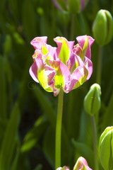 Tulipe viridiflora 'Nightrider'