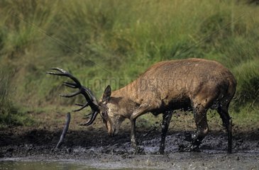 Red Deer Stag in mud United Kingdom