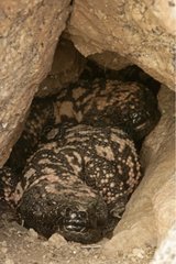 Gila Monsters near entrance of hibernaculum Arizona USA