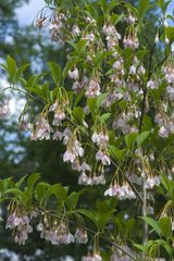 STYRAX JAPONICA 'PINK CHIMES'