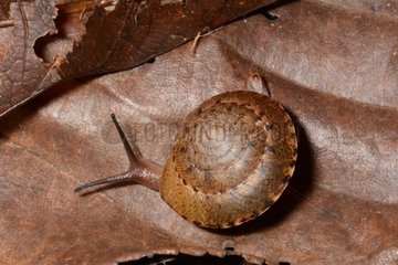 Discidae snail on leaf - Monts Koghi New Caledonia