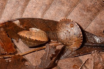 Discidae snail on leaf - Monts Koghi New Caledonia