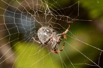 Spider on its web - New Caledonia