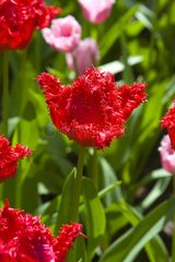 Tulipe frangée 'Barbados'