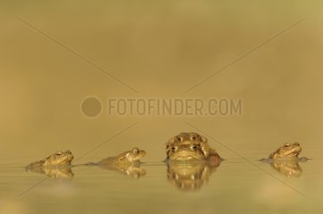 Common toad mating in water Lorraine France