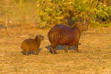 Capybara and young Brazilian Pantanal