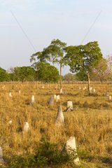 Termite mounds in the plain Pantanal Brazil