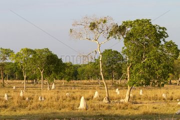 Termite mounds in the plain Pantanal Brazil